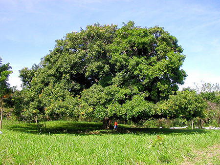 A mango tree can produce for 60 to 80 years 