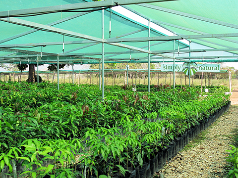 Thousands of mango trees are grafted and waiting to be placed in their orchard