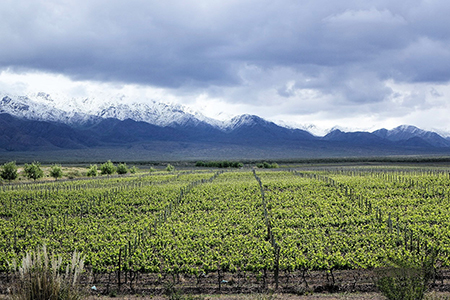 The vineyard offers a stunning panorama at the foot of the Andes