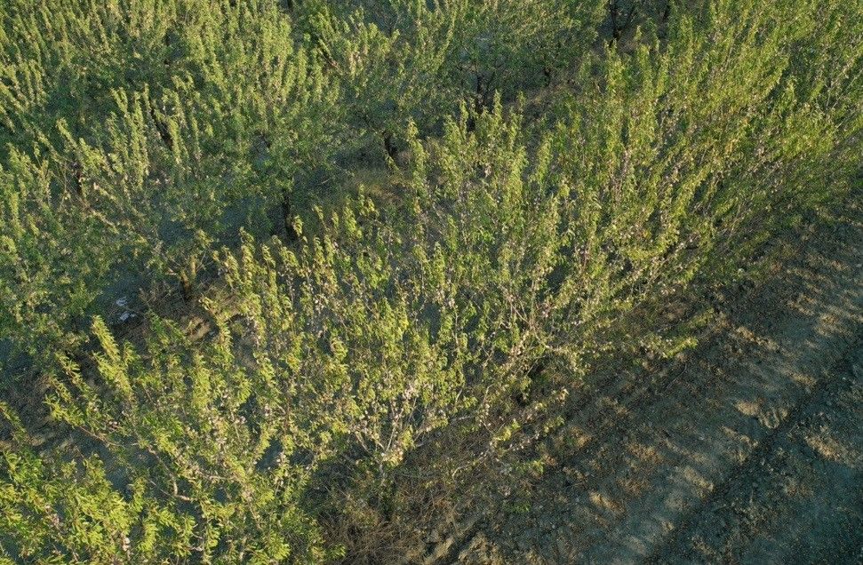 An almond plantation