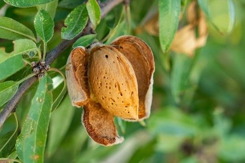 An almond on a tree
