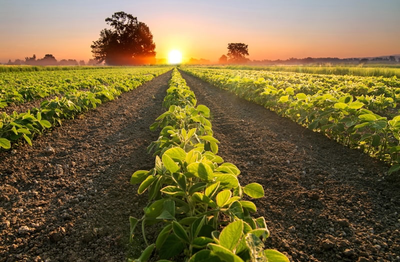 Soy field and soy plants growing in rows in a field, at sunset.