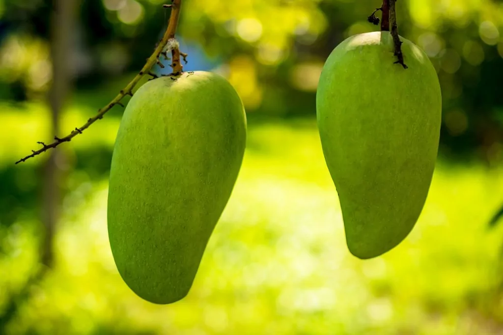 mango plantation