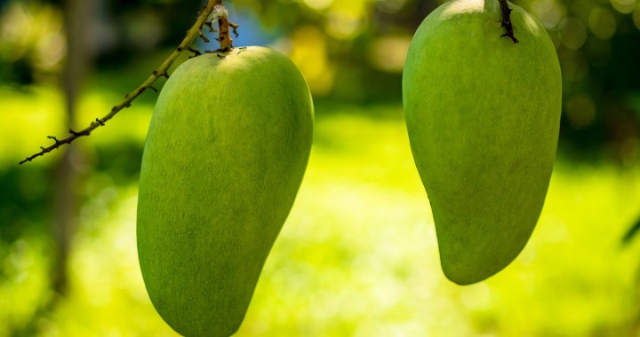 mango plantation