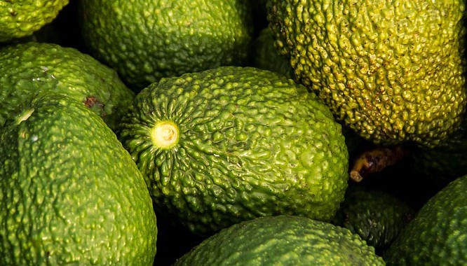 Avocados Offers Low-Risk, High Returns On Investment