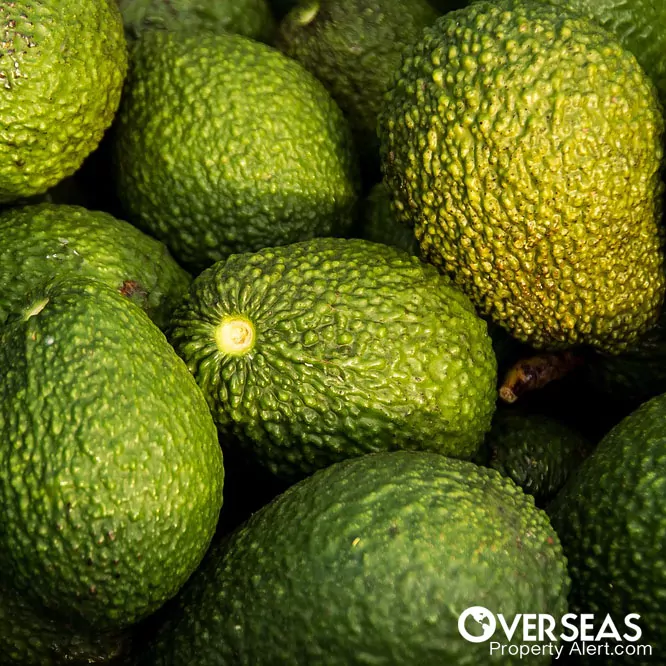 Avocados Offers Low-Risk, High Returns On Investment
