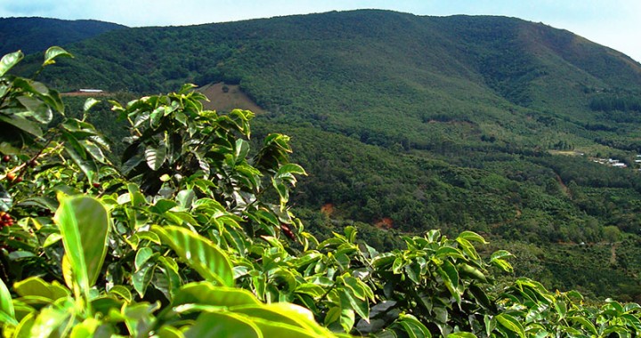 Growing Your Own Coffee
