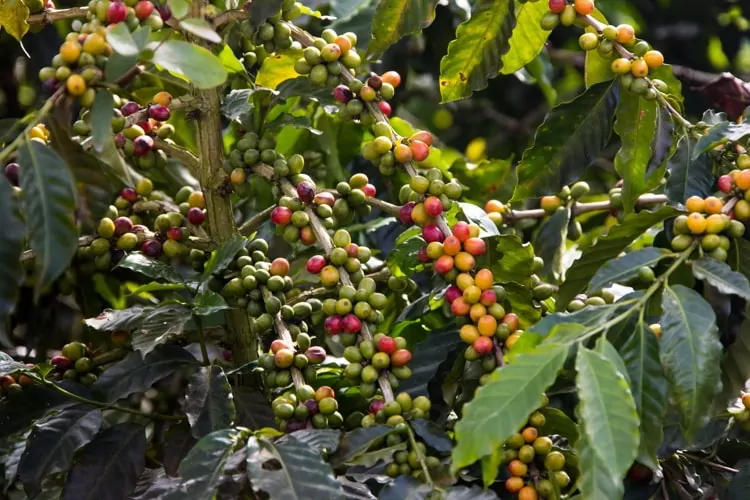 Ripe red coffee cherries