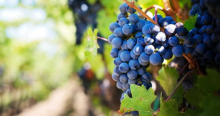 vineyard los arbolitos