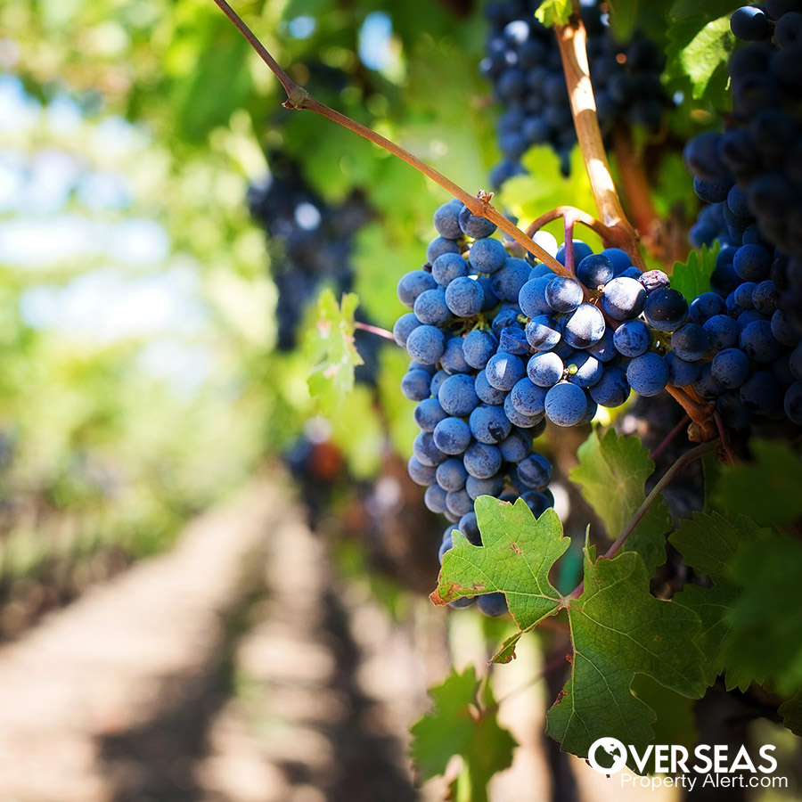 vineyard los arbolitos