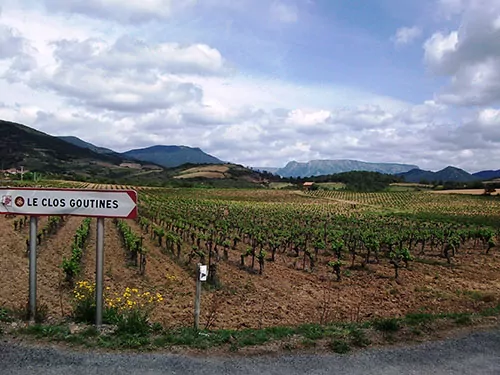 Languedoc vines growing at Le Clos Goutines, AOC Saint-Chinian