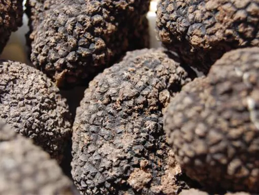 black truffles from france