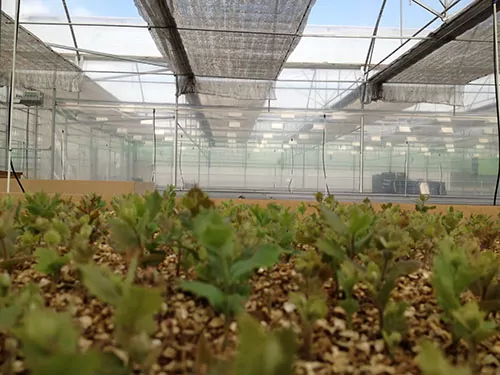 Laboratory where truffles are grown