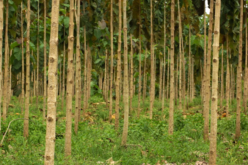 teak tree forest