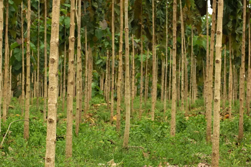 teak tree forest