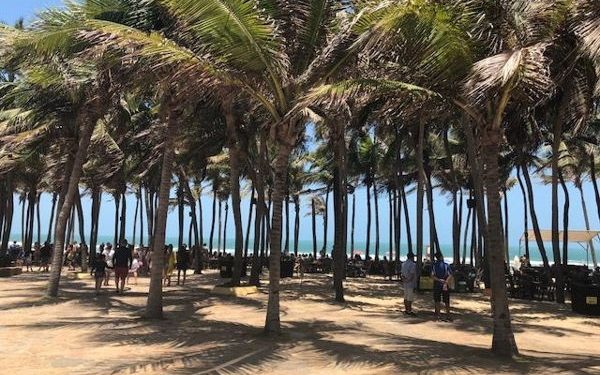 Fortaleza palm trees