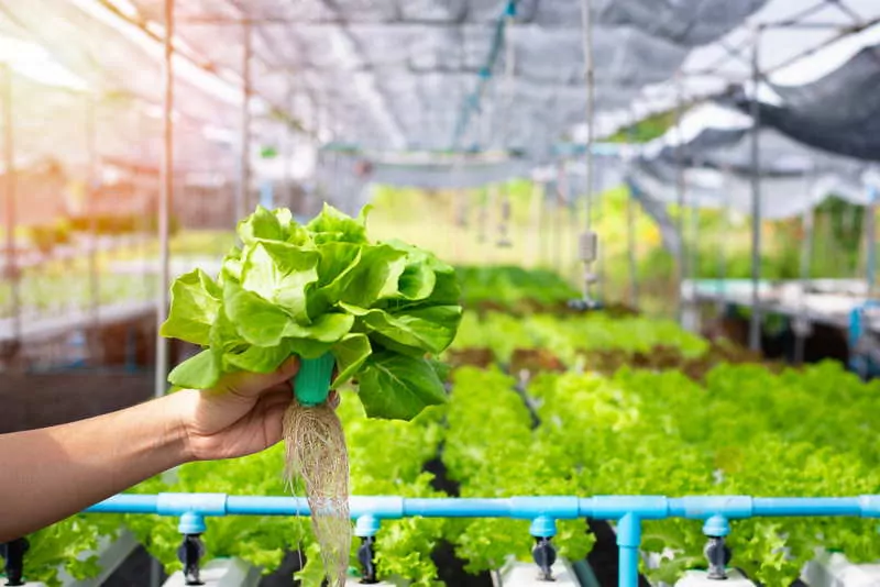 vegetables growin in a greenhouse using hydroponics