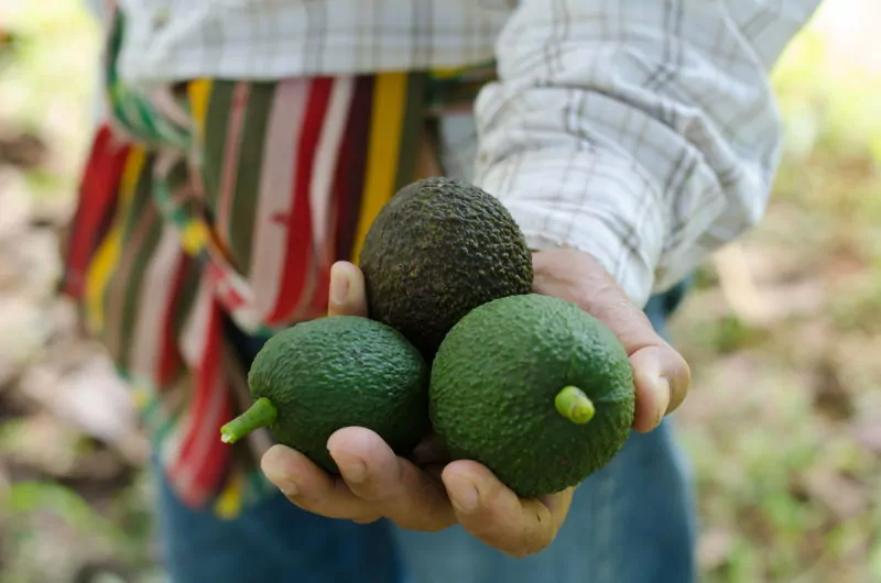 farmer holding fresh avocados