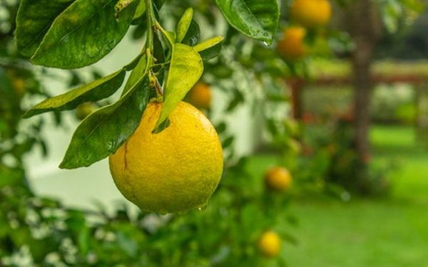 limes growing on a tree