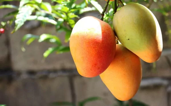 mangos on a tree sunny day