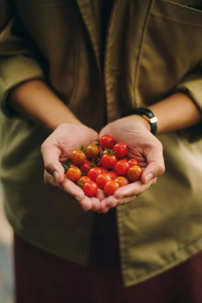 Invest in tomatoes opportunity