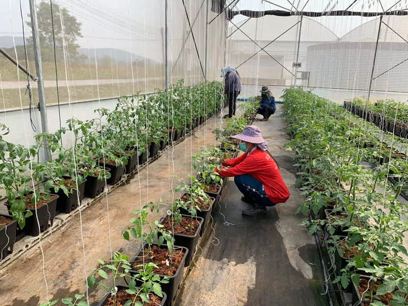 tomato farming organic