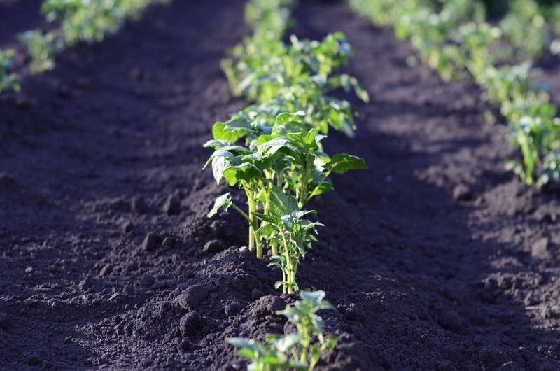 Vegetable garden