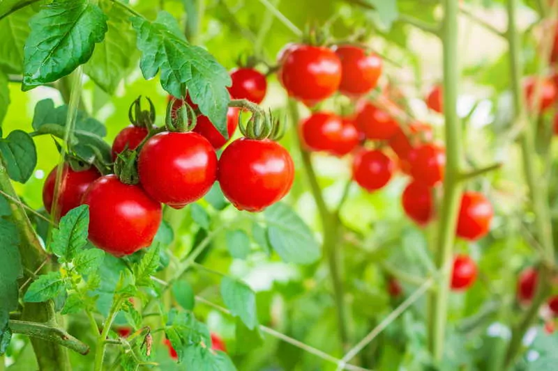 ripe tomatoes on the vine