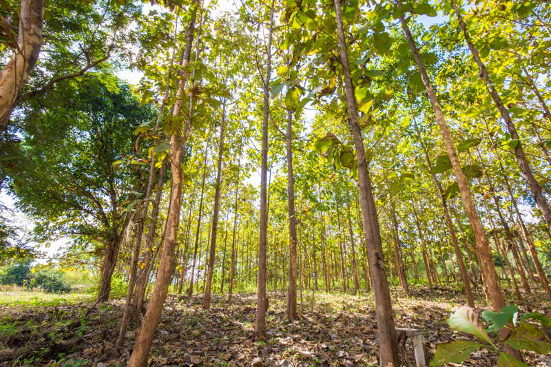 teak farm with young trees growing