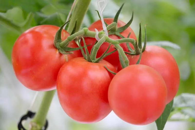 tomatoes growing in thailand