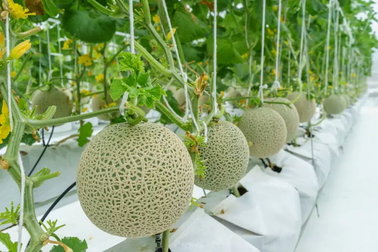 Modern and Clean Japan Musk Melon Plant
