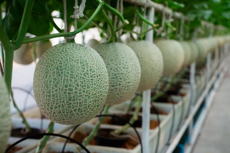 Green Melon tree and leaves along with melon fruits are sitting in line