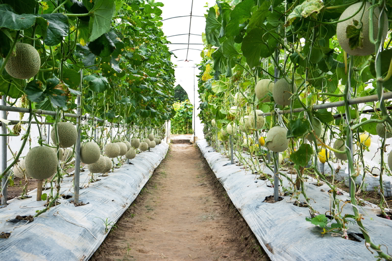  Green melon fruit in farm background. 