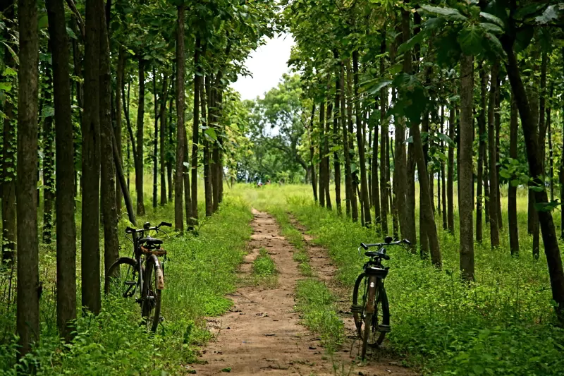 Beautiful teak fields - Forestry investment.