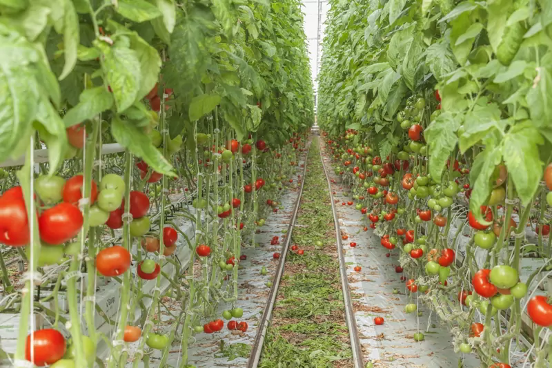 Tomato greenhouses.