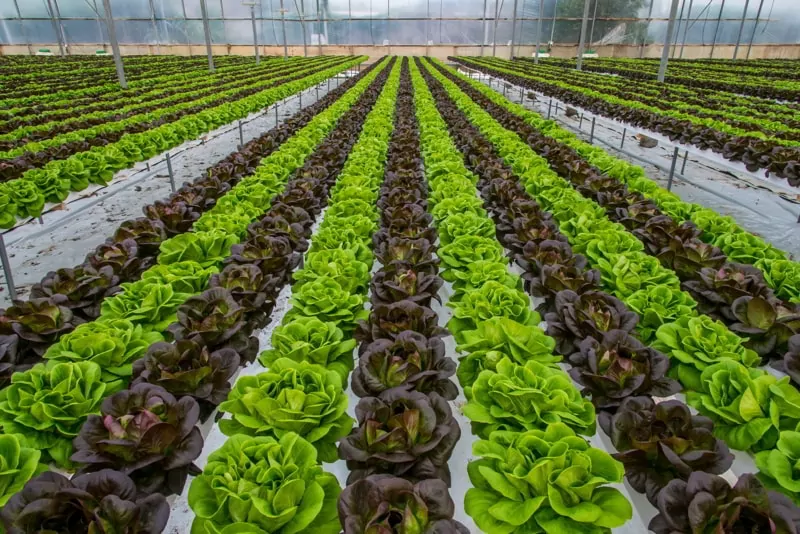 Lettuce hydroponic crops in greenhouse.