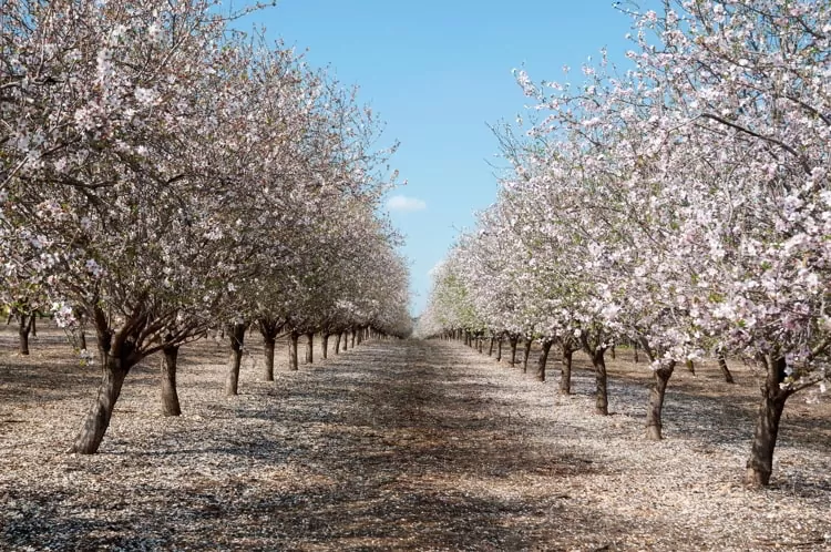 Almonds trees orchard.