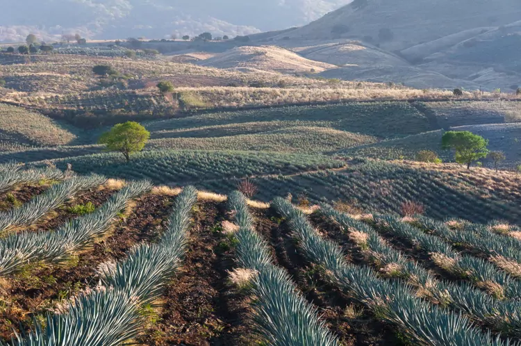 Agave fields in Tequila, Jalisco, Mexico