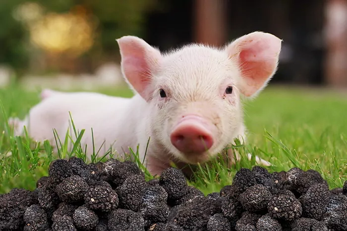 A piglet laying over green gras with black truffles