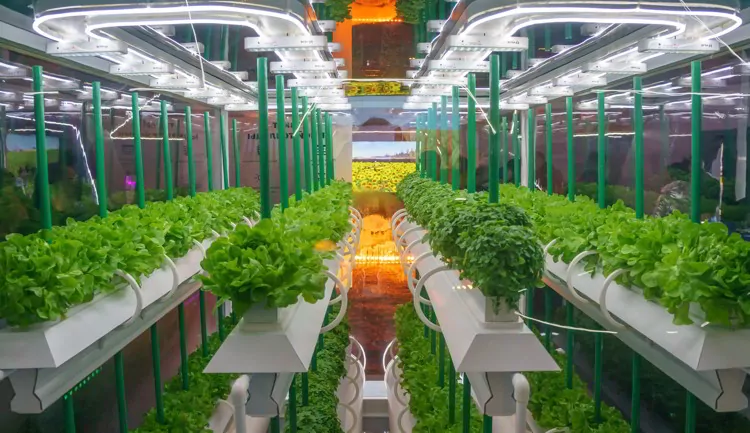 Soilless culture of vegetables under artificial light.