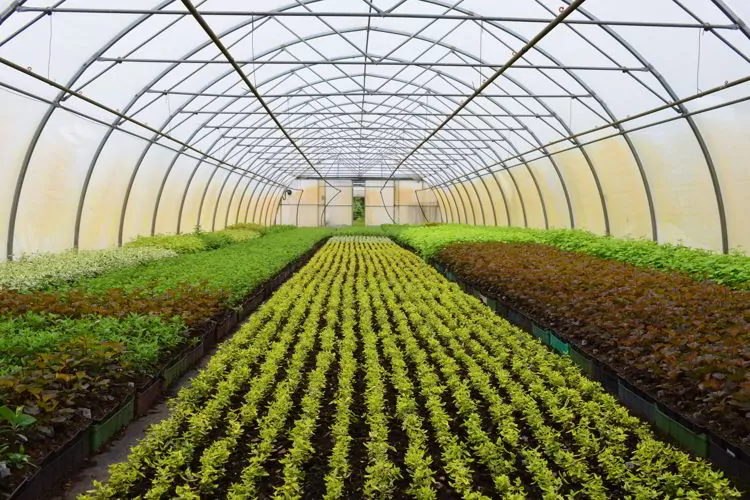 Young plants growing in a greenhouse