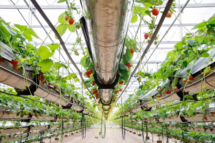 Hydroponics strawberries at greenhouse hydroponics farm