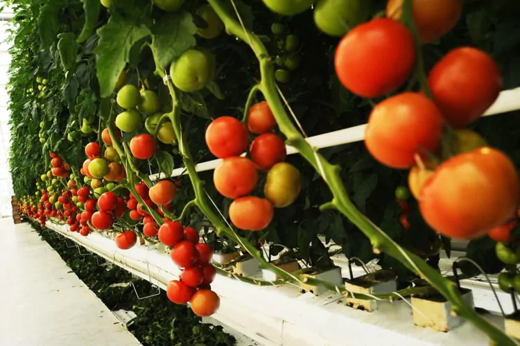 Hydroponic tomato gardening