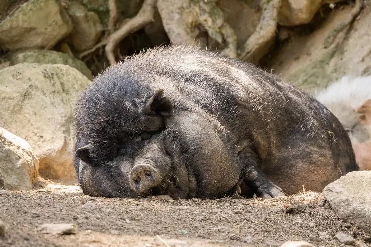 A pig sleeping