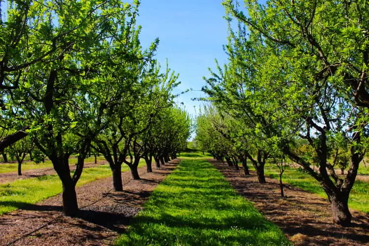 Orchard in the spring before almond blossoms