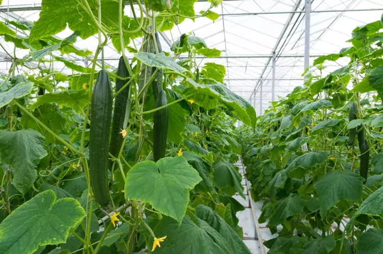 Cucumbers in greenhouse