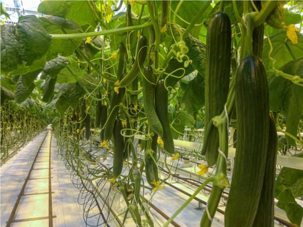 Green cucumbers in a hydroponic farm
