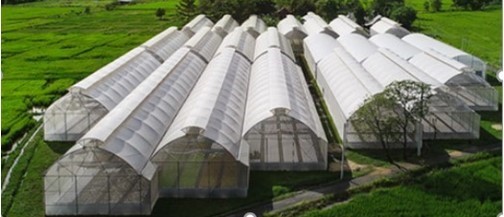 A greenhouse