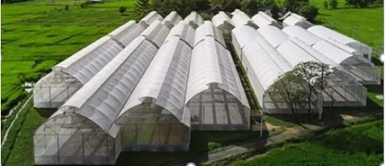 Greenhouses that grow cucumber