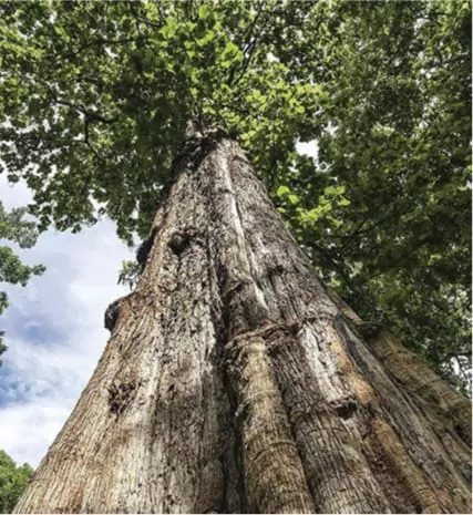 A teak tree